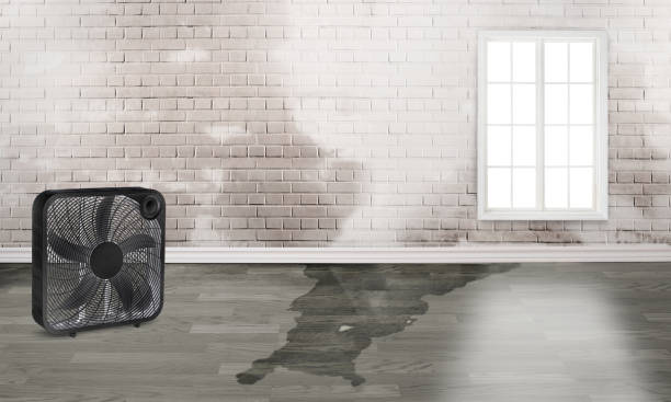 Best Water damage restoration near me  in Mansfield, LA